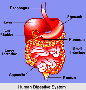 Impact of Yoga on Digestive System