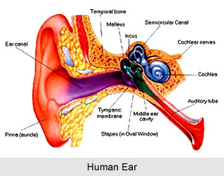 Yoga for Ear Problems, Yoga and Health