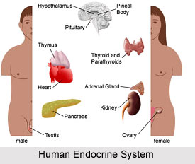 Impact of Yoga On Endocrine System
