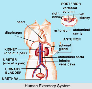 Impact of Yoga on Excretory System