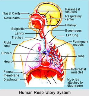 Impact Of Yoga On Respiratory System