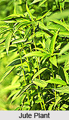 Jute in India