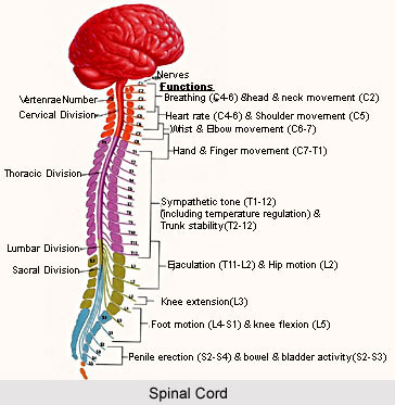 Yoga for Spinal Cord Problems, Yoga and Health