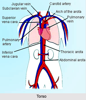 Impact of Yoga on Circulatory System