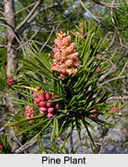 Pine Oil