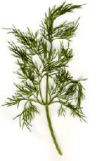 Dill herb