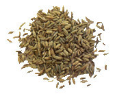 Fennel 