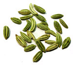Fennel fruits