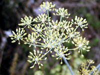 Fennel Plant 