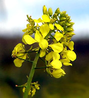 Mustard flower