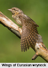 Eurasian Wryneck, Indian Bird