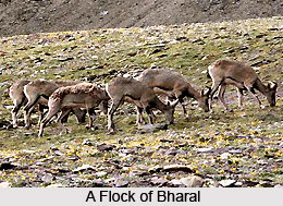Bharal, Indian Animal