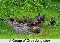 Grey Junglefowl, Bird