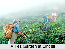 Singell, Kurseong, West Bengal