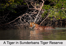 Tiger Reserves in India