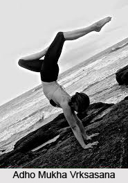 Adho Mukha Vrksasana
