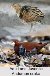 Andaman crake, Indian Bird
