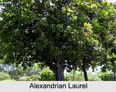 Evergreen Trees in India