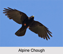 Indian Choughs, Indian Birds