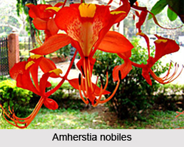 Agro-Horticultural Gardens ,  Kolkata