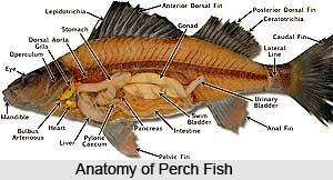 Perch, Indian Marine Species