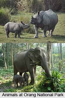 Orang National Park, Assam