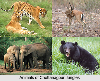 Chottanagpur Dry Deciduous Forests in India