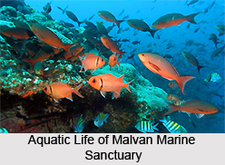 Malvan Marine Sanctuary, Sindhudurg District, Maharashtra