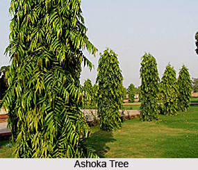 Characteristics of Dwellings, Agni Purana