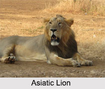 Indian Animals