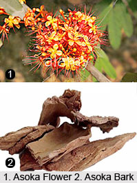 Asoka, Indian Herb