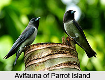 Parrot Island, Andaman and Nicobar Islands