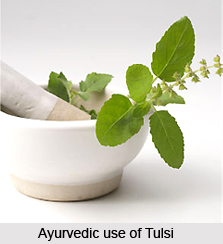 Tulsi, Indian Herb