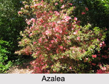 Indian Shrubs