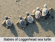 Loggerhead Sea Turtle, Marine Species