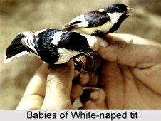 White-Naped Tit, Indian Bird