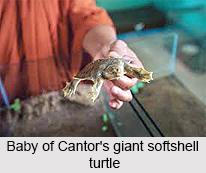 Cantor`s Giant Softshell Turtle, Indian Reptile