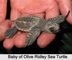 Olive Ridley Sea Turtle, Indian Marine Species
