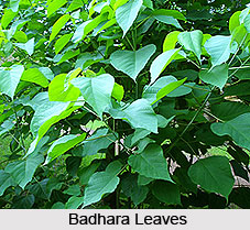Badhara, Indian Medicinal Plant