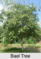 Trees In Indian Mythology and Folklore