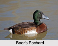 Indian Pochards, Indian Birds