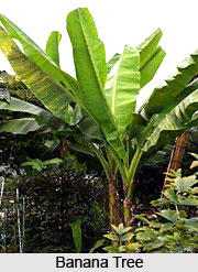 Banana Tree, Indian Tree