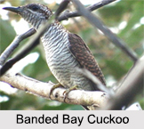 Indian Cuckoos