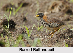 Indian Buttonquails, Indian Birds
