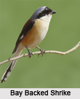 Indian Shrikes, Indian Birds