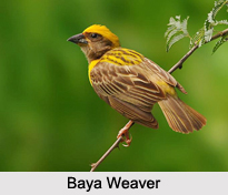 Indian Weavers, Indian Birds