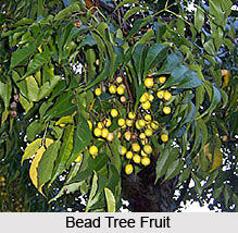 Bead Tree , Indian Tree