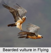 Bearded Vulture, Indian Bird
