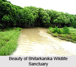 Mangroves in Odisha