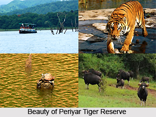 Periyar Tiger Reserve, Kerala